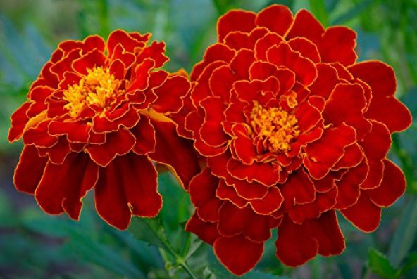 50+ Katmerli Kadife Çiçeği Tohumu- Kırmızı Çiçekli N11.5447