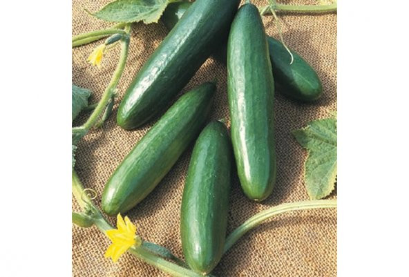 10+ Çifte Mahsul Salatalık Tohumu N11.1863 ürün görseli