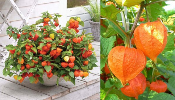 Chınese Lantern- Çin Feneri Bitkisi- 15 Tohum ürün görseli 1