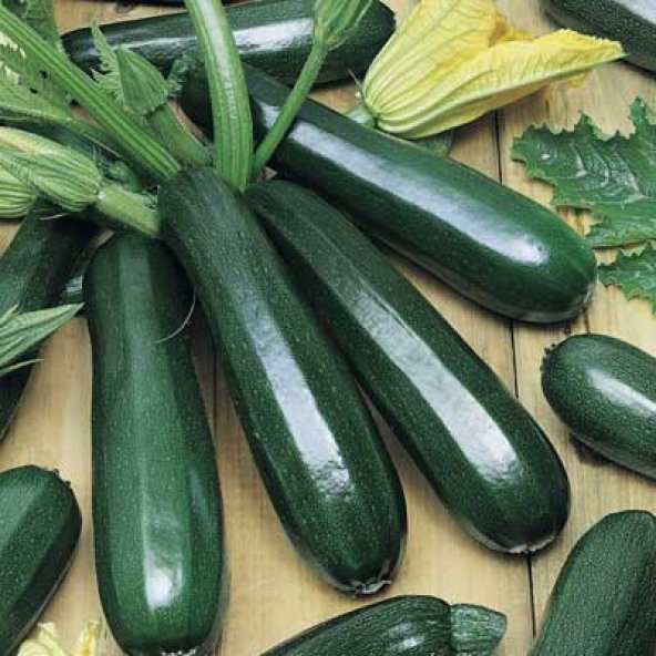 10+ İtalyan Zucchini Kabak Tohumu N11.2212 ürün görseli