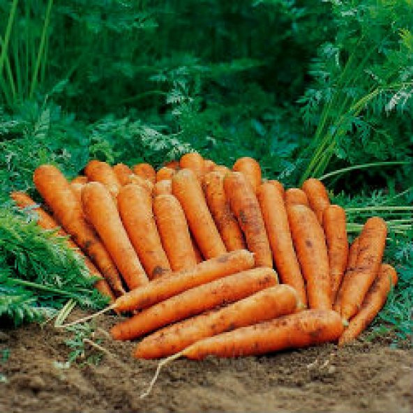 250+ Salkım Havuç Tohumu N11.4969 ürün görseli