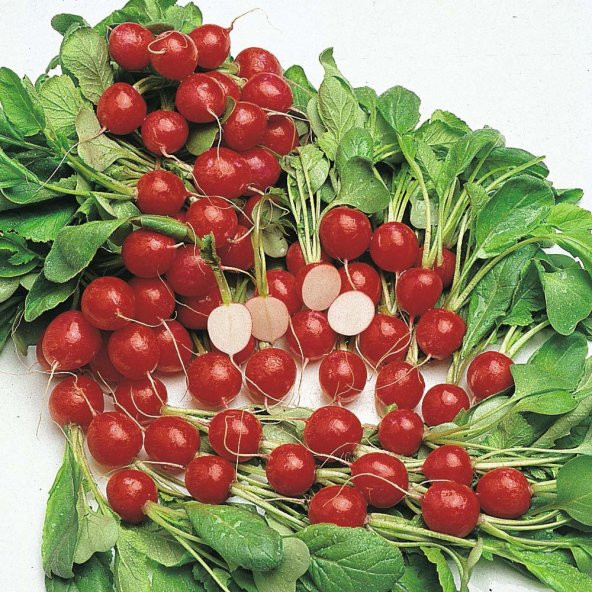 100+ Erkenci Mini Kiraz Turp Tohumu- Ödüllü - 1