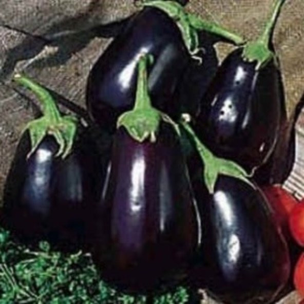 30+ Siyah Tombul Patlıcan Tohumu N11.4496 - Resim 2