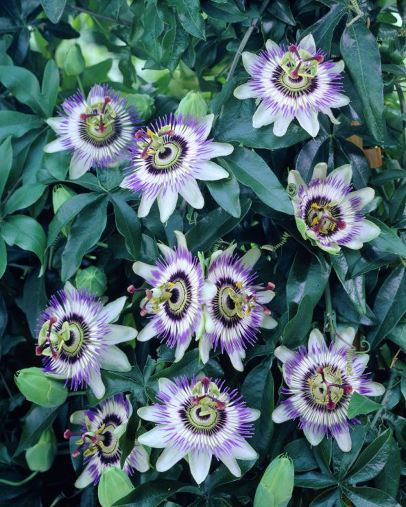 5 Çarkıfelek Çiçeği Tohumu-Passiflora Caerulea N11.867 - 2