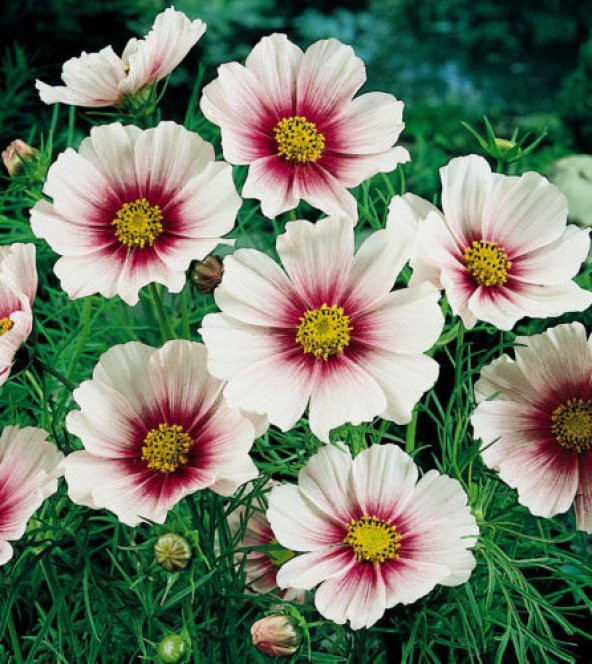 30+Muhteşem Çiçekli Cosmos Daydream Çiçek Tohumu ürün görseli