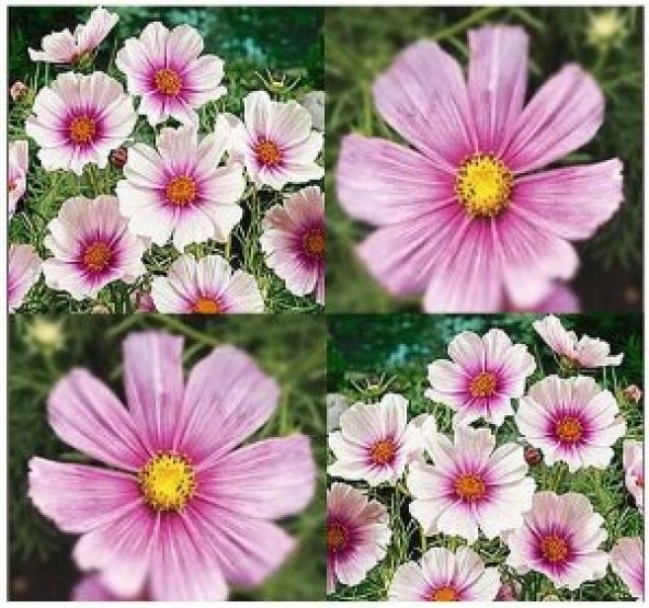 30+Muhteşem Çiçekli Cosmos Daydream Çiçek Tohumu - Resim 2