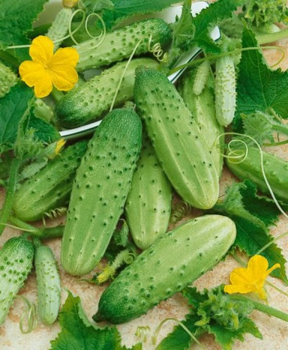 10+ Geleneksel Boston Turşuluk Salatalık Tohumu N11.4492 ürün görseli