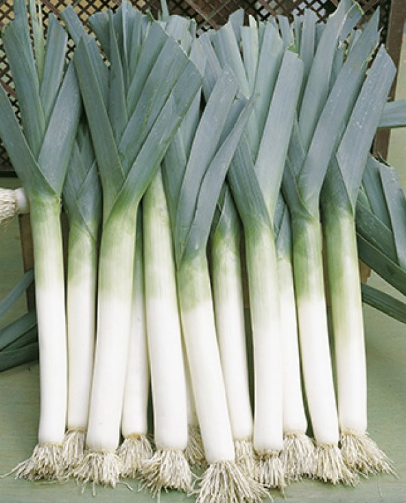 Geleneksel İskoç Pırasası Tohumu- 50+ Tohum ürün görseli 1