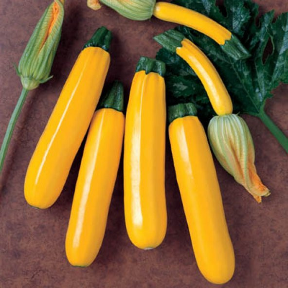 10+ Zucchini Altın Rengi Kabak Tohumu