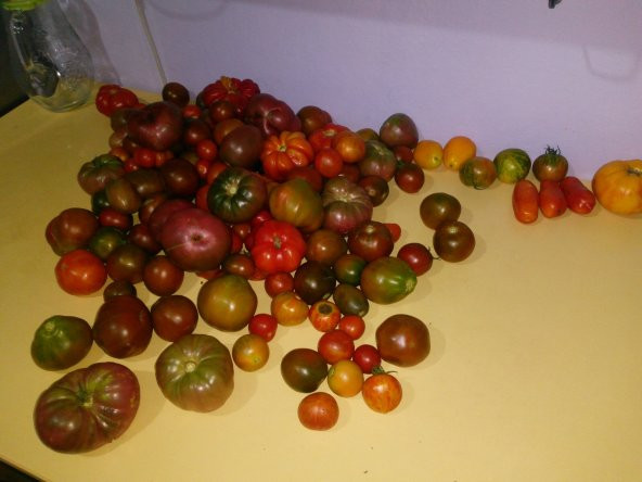 10+ Kuş Üzümü Mini Domates Tohumu N11.3397 - 2