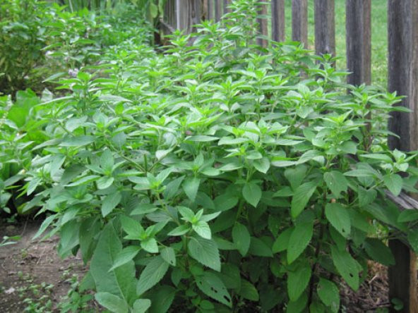 Limonlu Fesleğen Tohumu- 100+ Tohum N11.3532 ürün görseli