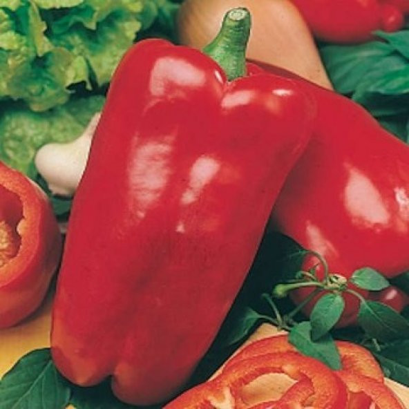 10+ İtalyan Nocera Rossa Kırmızı Tatlı Biber Tohumu