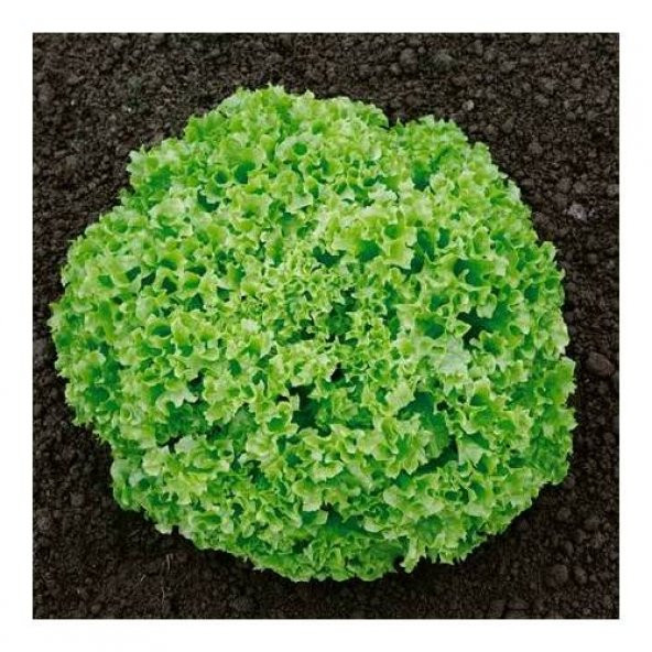 100+İtalyan Lolla Bionda Kıvırcık Marul Tohumu N11.3699 ürün görseli 1