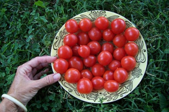 Alman Reisentraube Salkım Kiraz Domates-10+Tohum - Resim 2