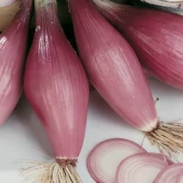 60+ Kırmızı Uzun Floransa Soğanı Tohumu N11.6160 ürün görseli