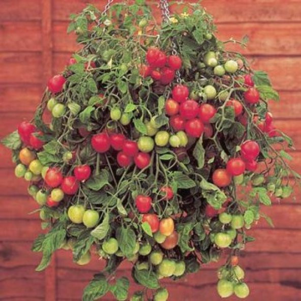 20+ Alman Gartenperle Sarkan Domates Tohumu N11.1236 ürün görseli