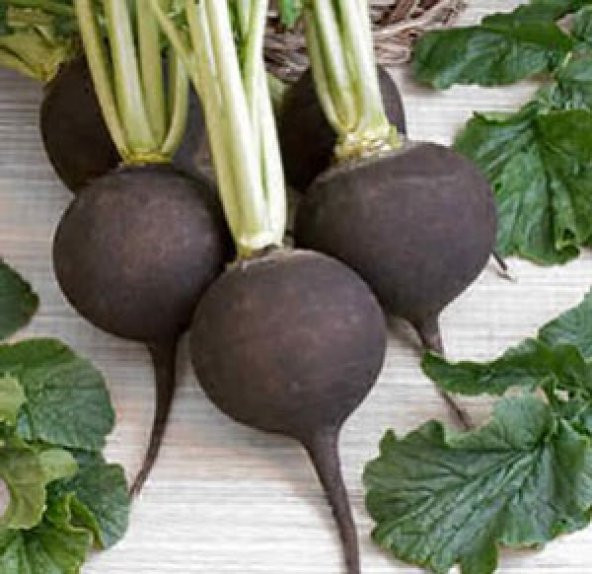 100+ Siyah İspanyol Turp Tohumu N11.4887 ürün görseli 1