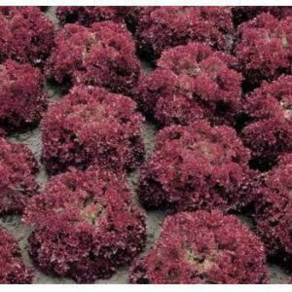 120+ İtalyan Lolla Rossa Kıvırcık Marul Tohumu ürün görseli