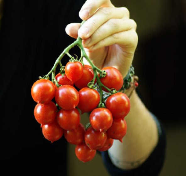 20+ Principe Borghese İtalyan Domates Tohumu N11.681 ürün görseli