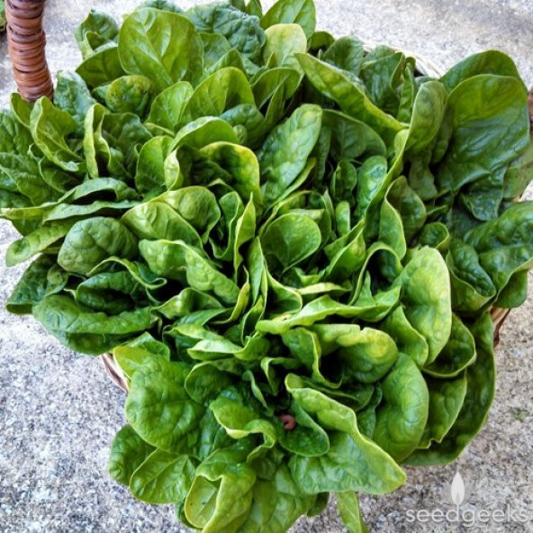 100+ Geleneksel Dev Yapraklı Ispanak Tohumu N11.1448 - Resim 2