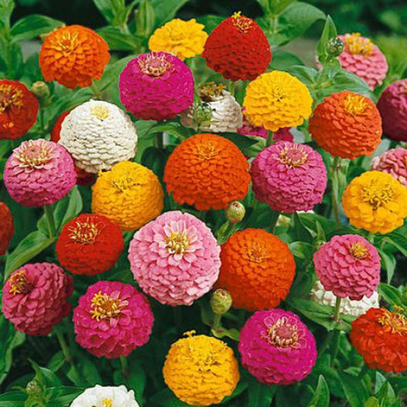 Zinnia Lilliput Tohumu- Karışık Renk Ponpon Çiçekli- 40+ Tohum