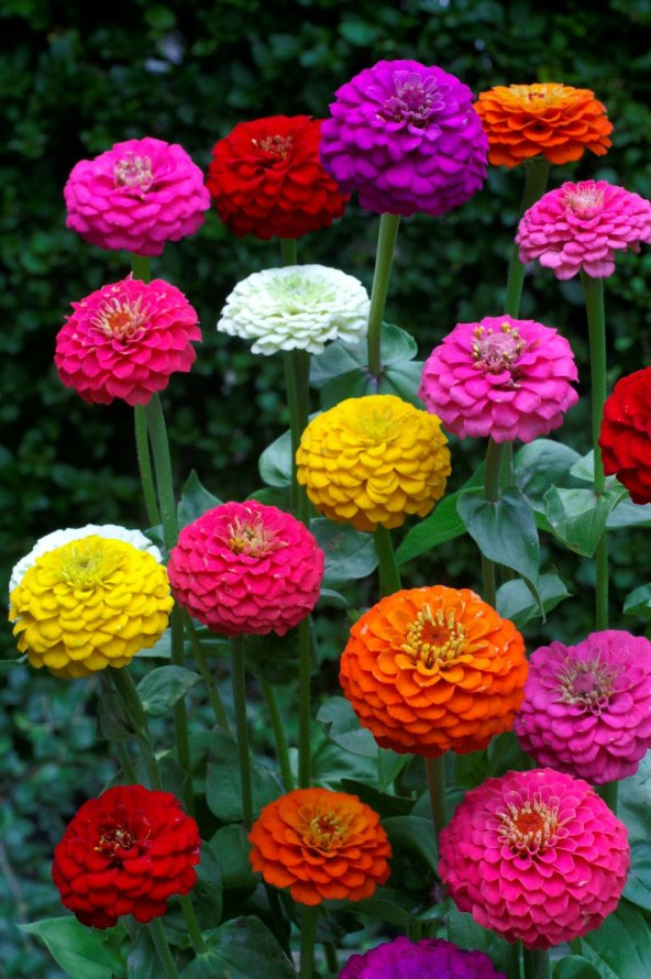 Zinnia Lilliput Tohumu- Karışık Renk Ponpon Çiçekli- 40+ Tohum - 2