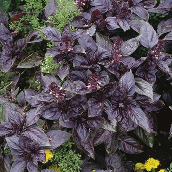 50+ Ödüllü Kırmızı Fesleğen Reyhan Tohumu N11.3141 - Resim 2