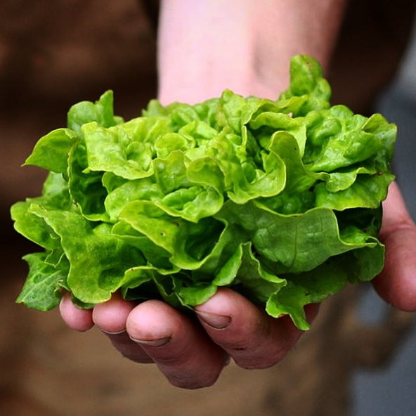 150+ Minyatür Saksı Marulu Tohumu N11.874 - Resim 2