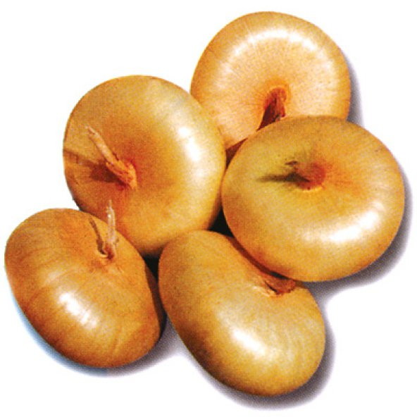 50+ İtalyan Sarı Cipollini Soğan Tohumu N11.1485 ürün görseli 1