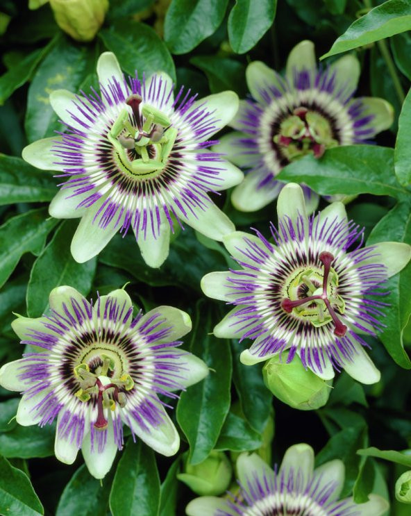 5 Çarkıfelek Çiçeği Tohumu-Passiflora Caerulea N11.868