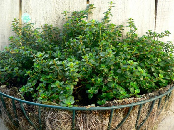 500+ Aromatik Kekik Tohumu N11.3345 ürün görseli 1