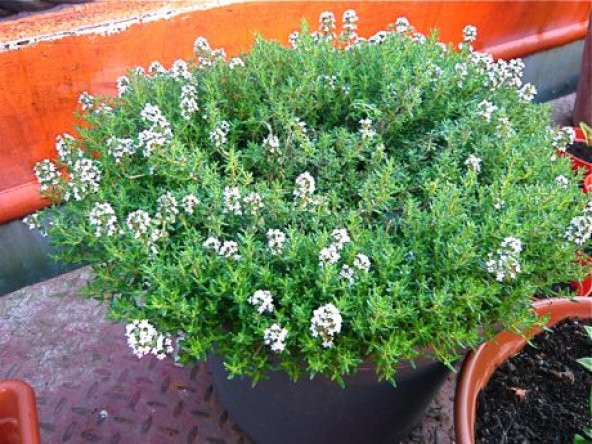 500+ Aromatik Kekik Tohumu N11.3345 - Resim 2