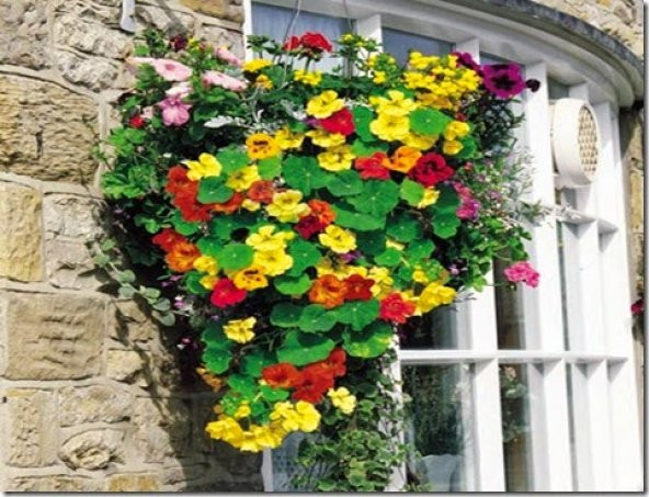 10+ Nasturtium- Latin Çiçeği Tohumu- Karışık Renk Çiçekli - 2