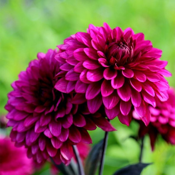 Dahlia Çiçekli Violet Quen Zinya Çiçeği Tohumu 40 Tohum
