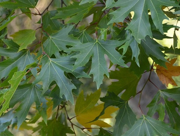 Çınar Tohumu 50 Adet Çınar Ağacı Tohumu ürün görseli