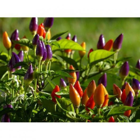 25 Adet Yediveren Acı Süs Biberi Tohumu Cin Biber Tohumu + - Resim 3