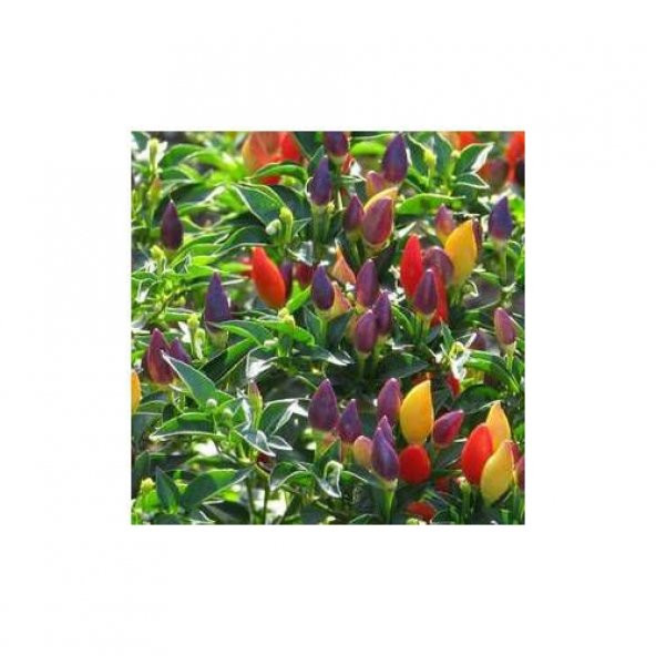 25 Adet Yediveren Acı Süs Biberi Tohumu Cin Biber Tohumu + - Resim 4