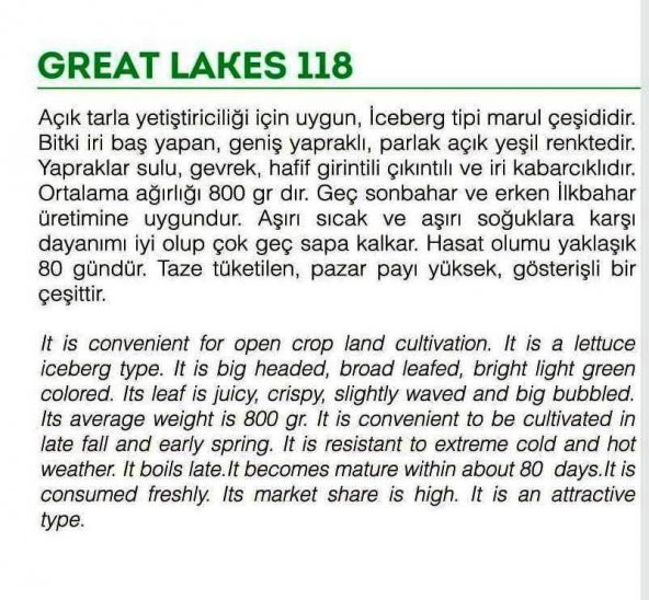 Doğal Göbek Marul Tohumu Iceberg 1000 Adet - Resim 2