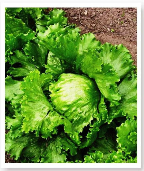 Doğal Göbek Marul Tohumu Iceberg 1000 Adet - Resim 3