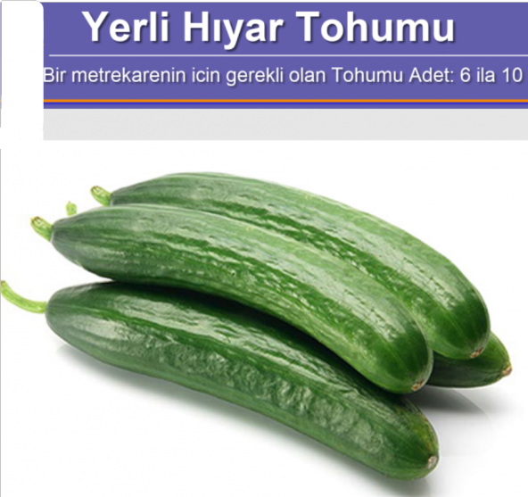 Yerli Hıyar Salatalık Tohumu 100 Adet - Resim 2
