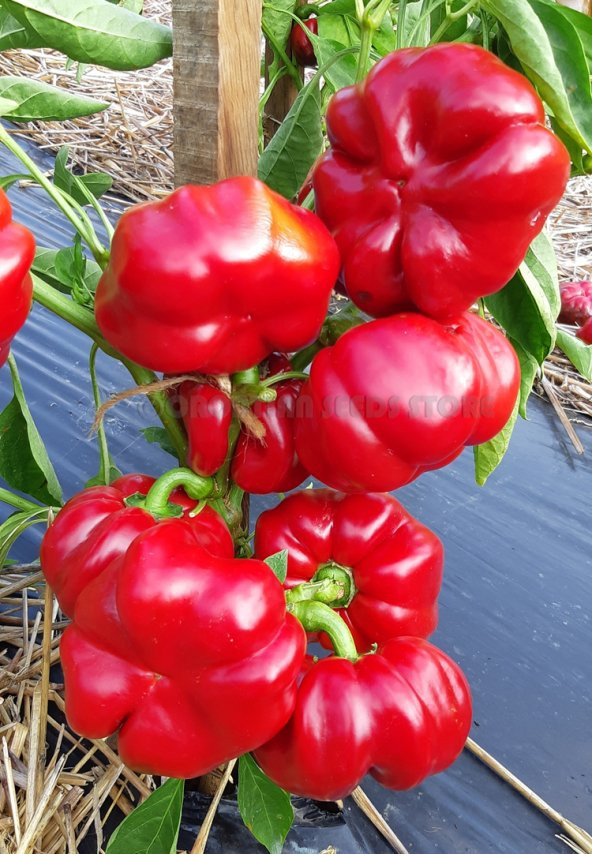 Domates Biber Tohumu Kamber Biberi Tohumu15 Adet Tohum - 2