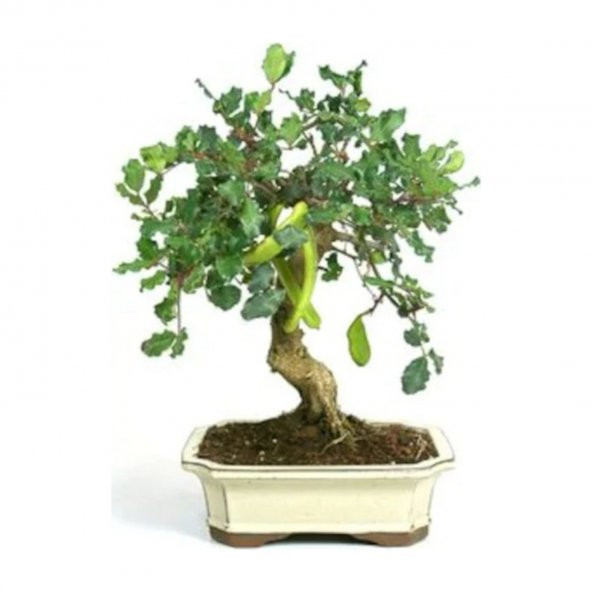 Bodur Bonsai Keçiboynuzu Ağacı Tohumu 5 Adet Tohum + Y