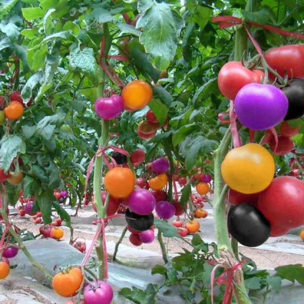 Gökkuşağı Cherry Domates Tohumu Regarenk Domates Seti 10 Tohum
