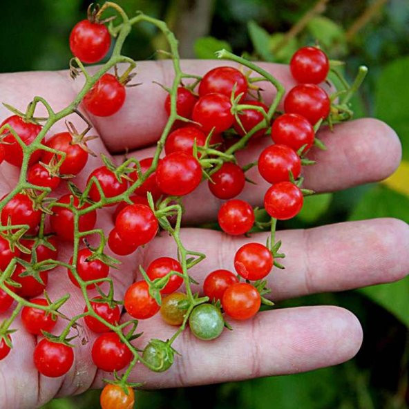 Bezelye Domates Tohumu 10 Adet Tohum+Saksı+Toprak+ Tohum ürün görseli