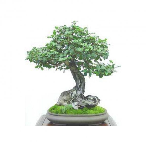 Bodur Bonsai Keçiboynuzu Ağacı Tohumu 5 Adet Tohum + Y - Resim 2