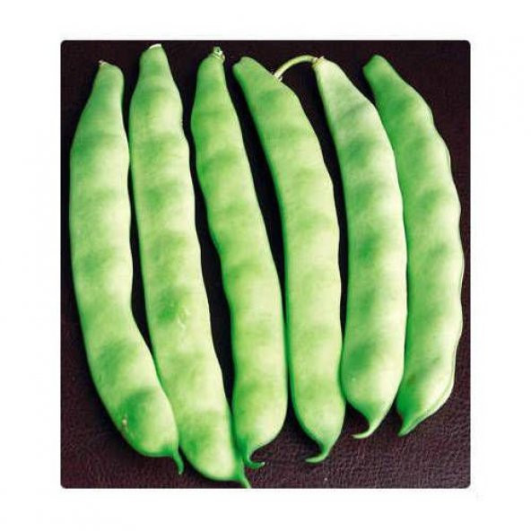 Magnumax Demir Fasulye Tohumu 15 Tohum + Spriz Tohum ürün görseli 1