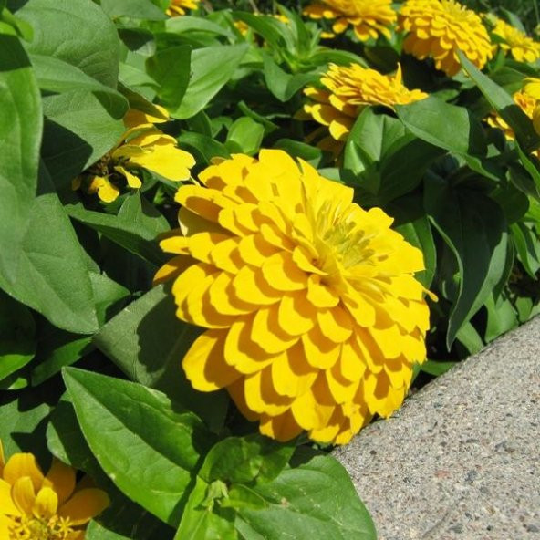 Beybenibeğendi Çiçeği Tohumu 5 Tohum+ Tohum ürün görseli 1