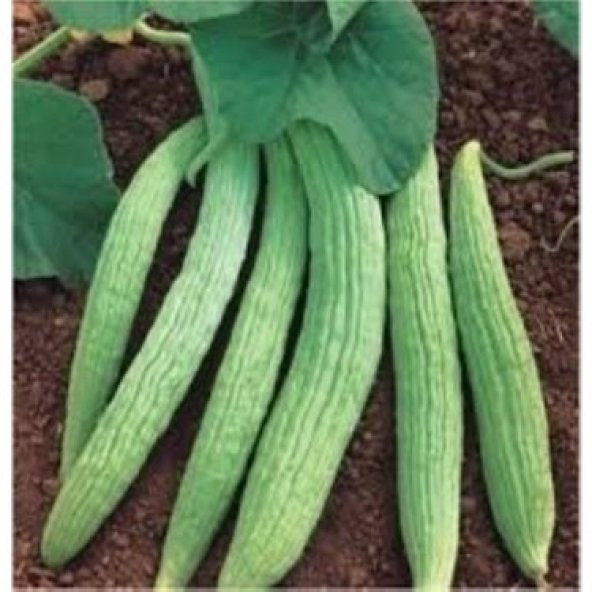 Paket 600 Adet Acur Tohum Geleneksel Acur Tohum+ Tohu ürün görseli 1