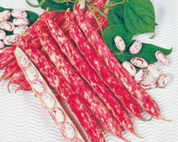 Paket Barbunya Sırık Fasulye Tohumu 150 Tohum+ Tohum ürün görseli