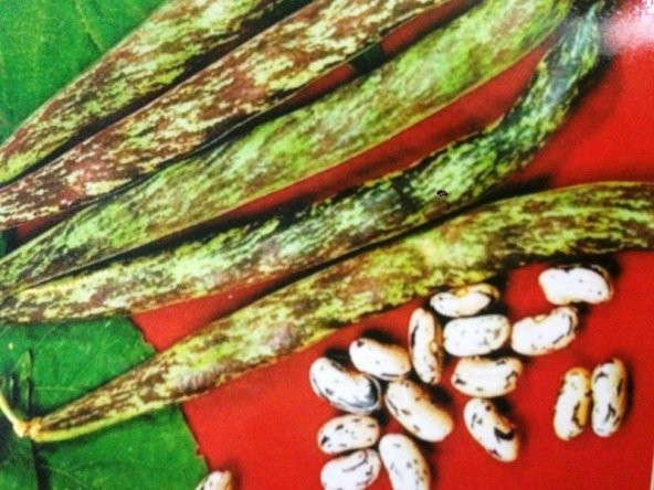 Paket Çilli Ayşe Kadın Fasulye Tohumu 250 Tohum+ Tohu ürün görseli